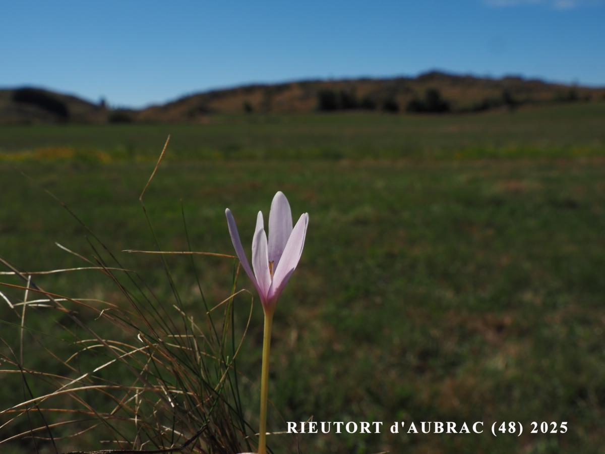 Saffron, Alpine plant